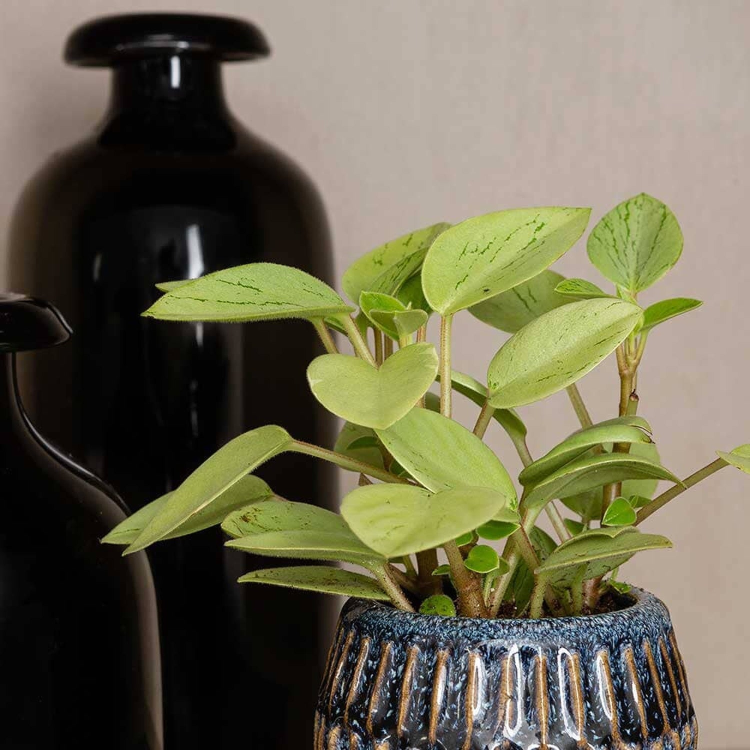 10 - 15cm Peperomia Pixie Variegated Radiator Plant 8cm Pot House Plant