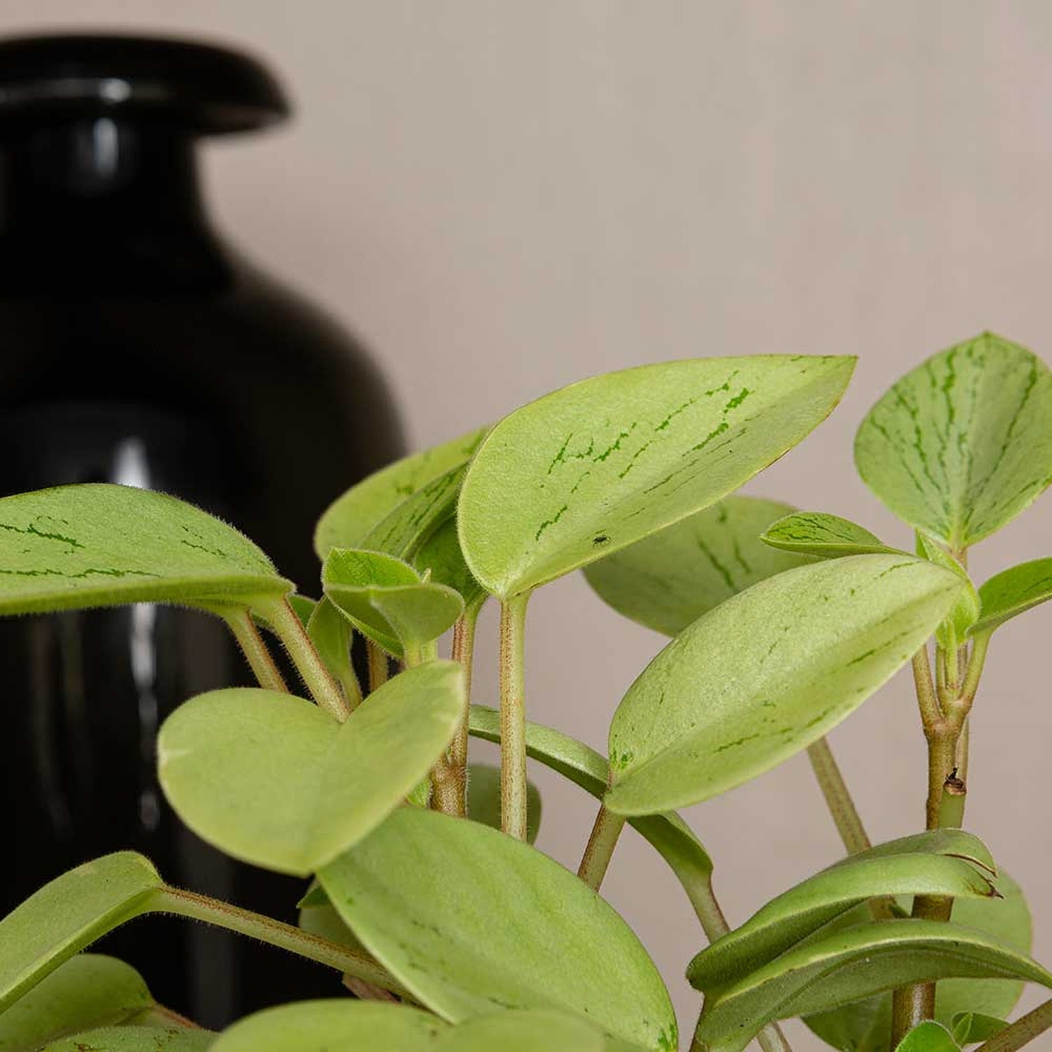 10 - 15cm Peperomia Pixie Variegated Radiator Plant 8cm Pot House Plant