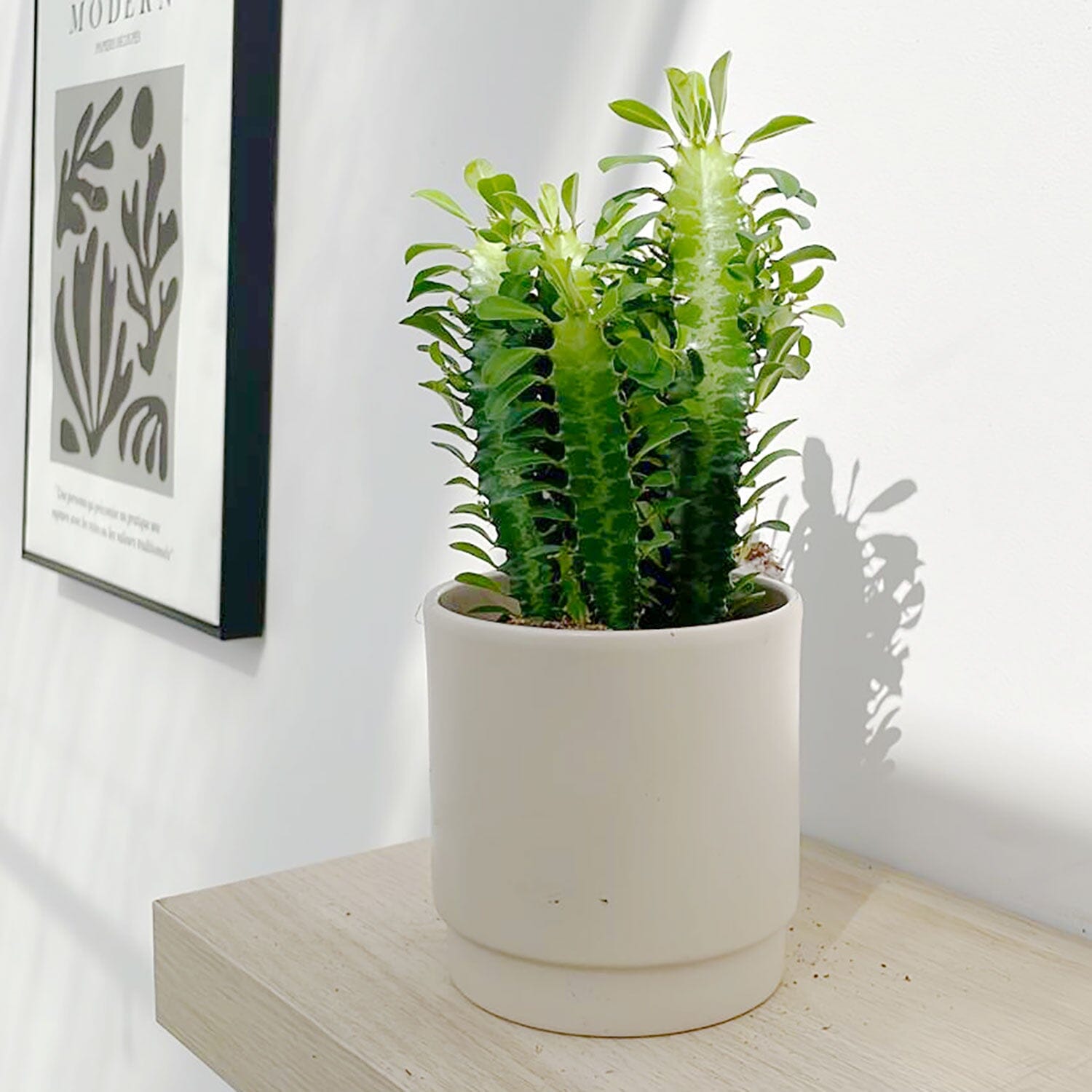 10 - 20cm Euphorbia Trigona Cactus 12cm Pot House Plant