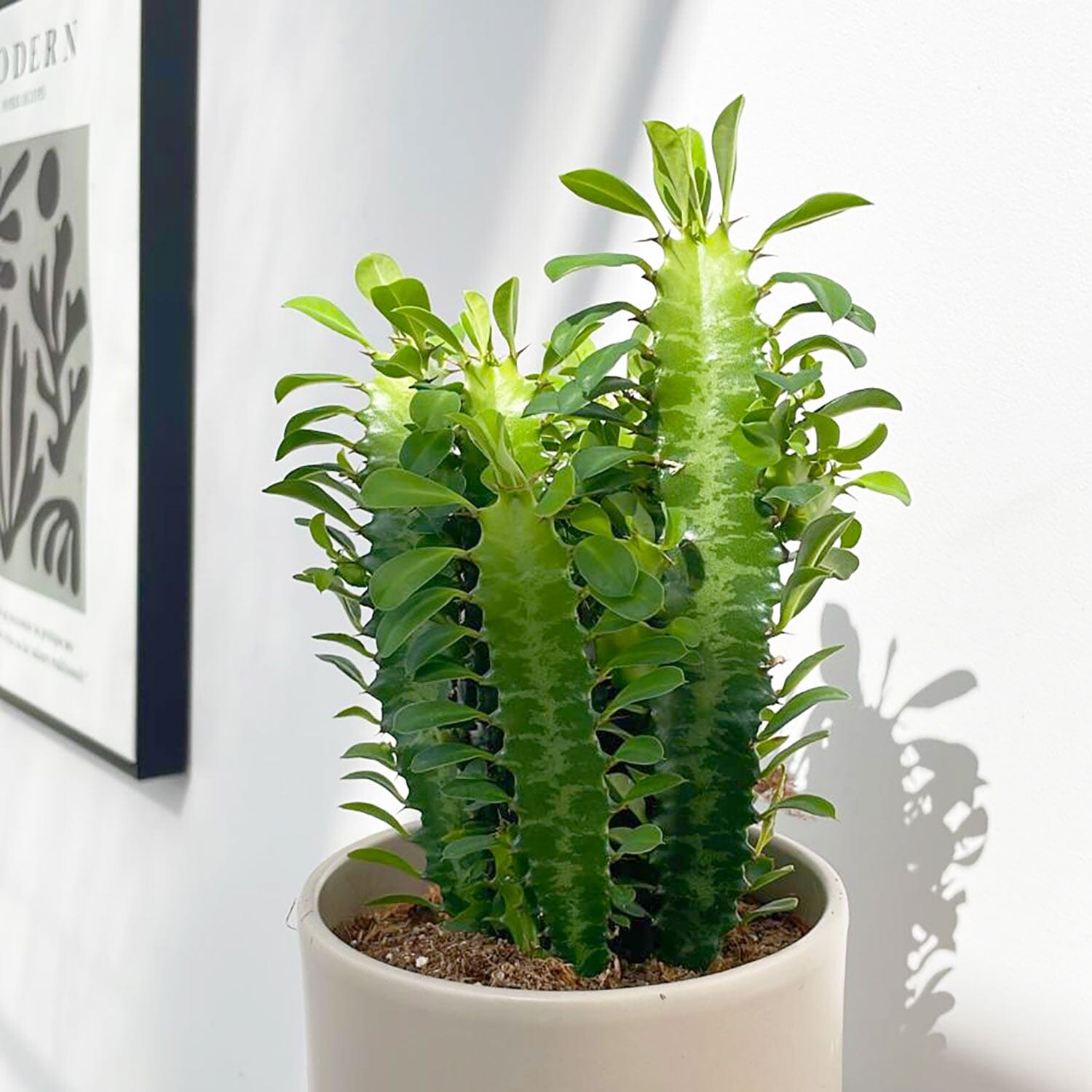 10 - 20cm Euphorbia Trigona Cactus 12cm Pot House Plant