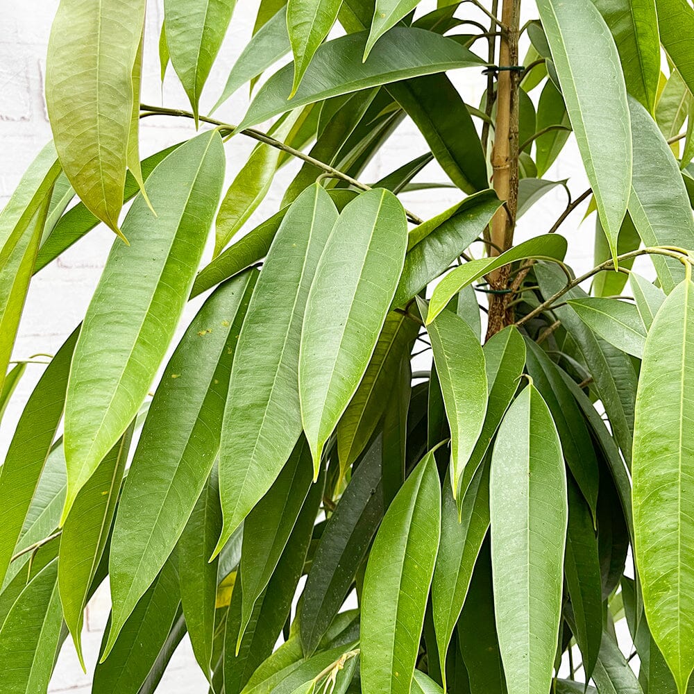100 - 120cm Ficus Binnendijkii Amstel King Rubber Plant 21cm Pot House Plant