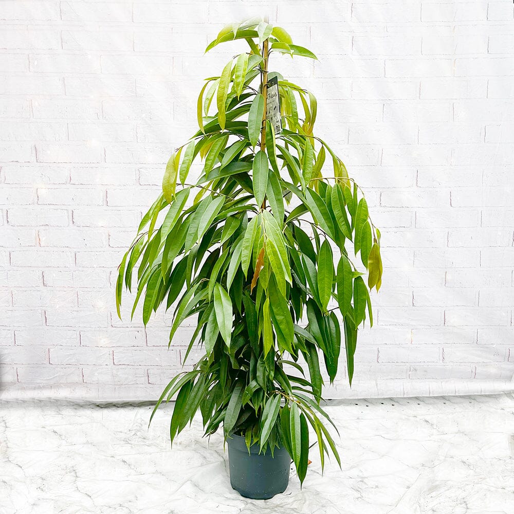 100 - 120cm Ficus Binnendijkii Amstel King Rubber Plant 21cm Pot House Plant