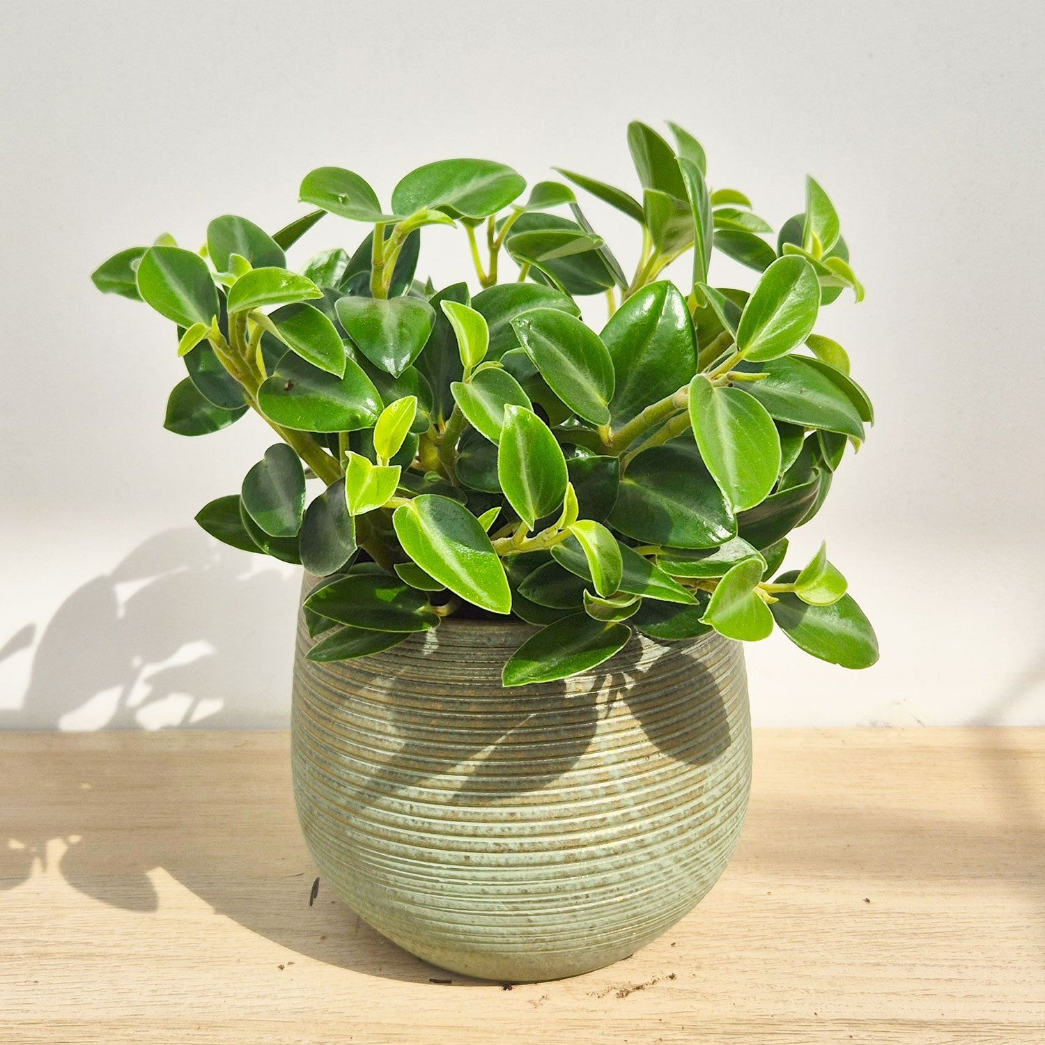 15 - 20cm Peperomia Pixie Green 12cm Pot House Plant