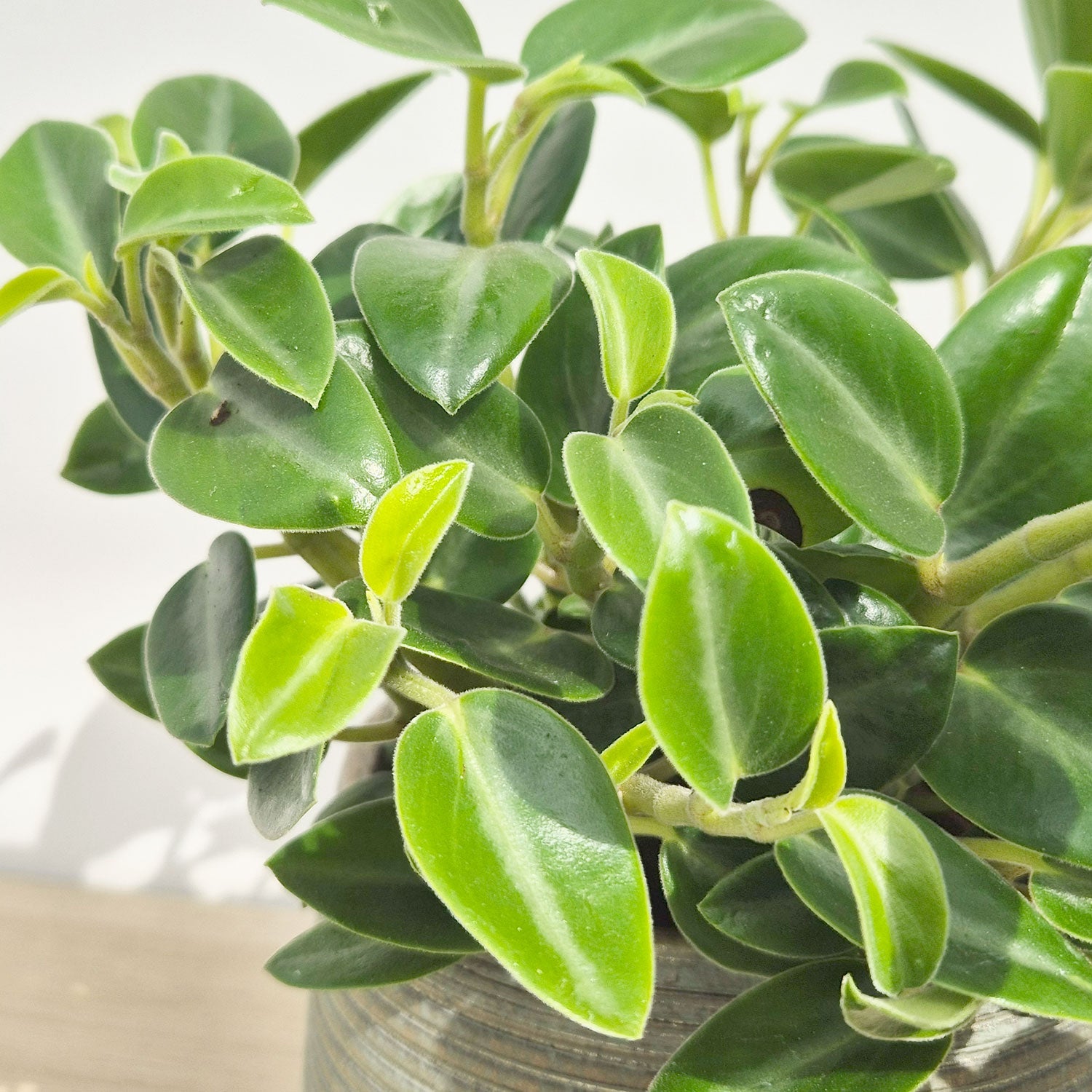 15 - 20cm Peperomia Pixie Green 12cm Pot House Plant