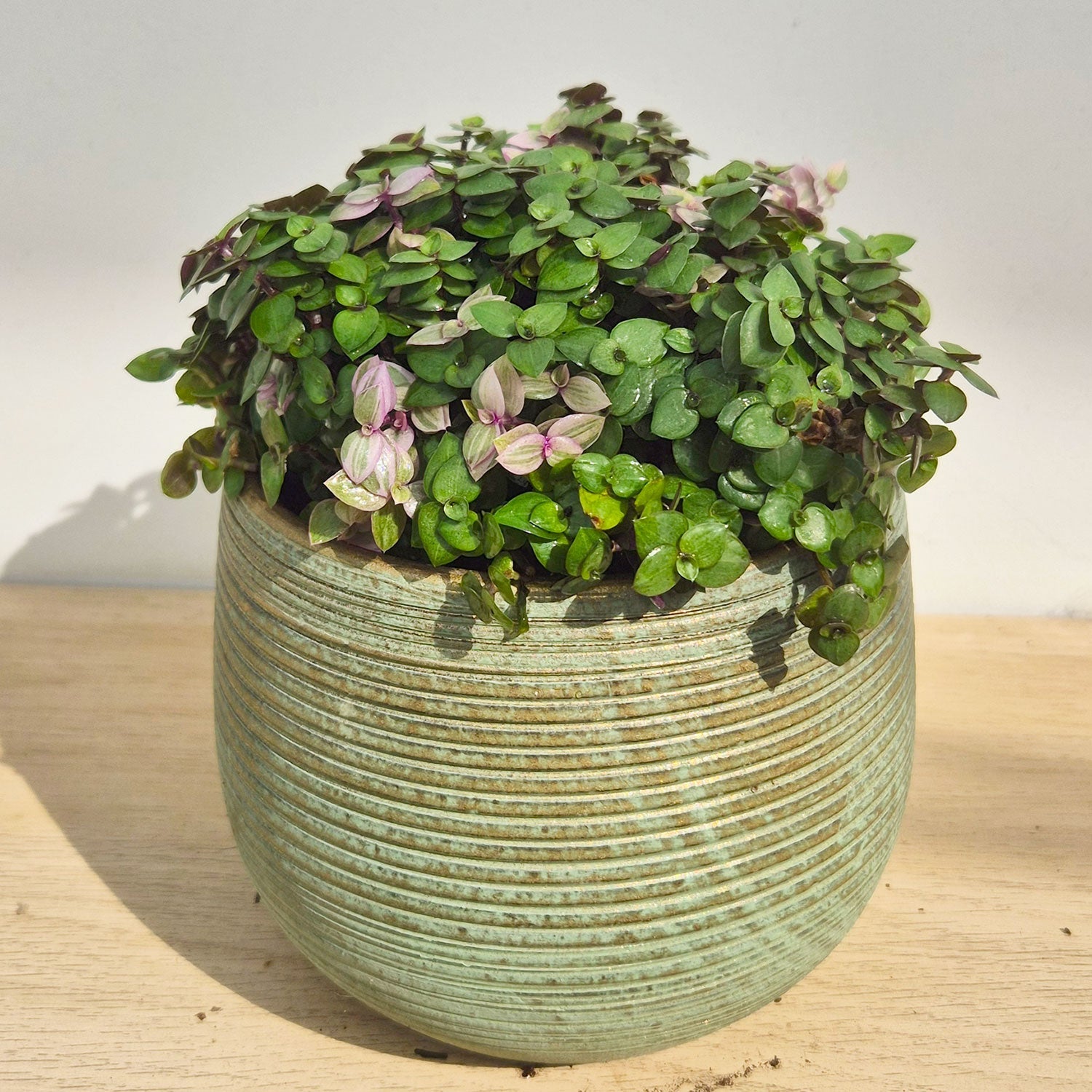 15 - 20cm Mini Tradescantia House Plant 12cm Pot