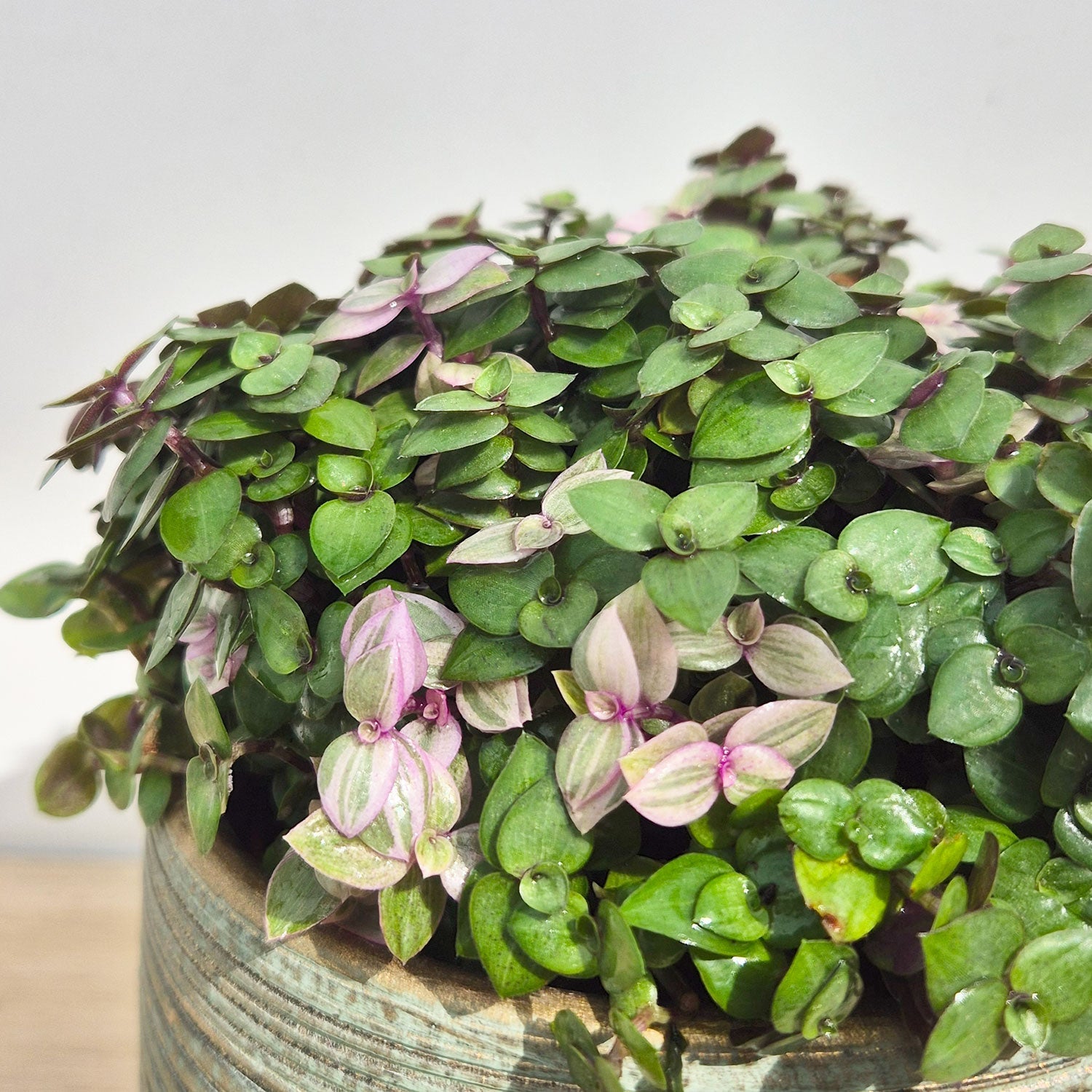 15 - 20cm Mini Tradescantia House Plant 12cm Pot