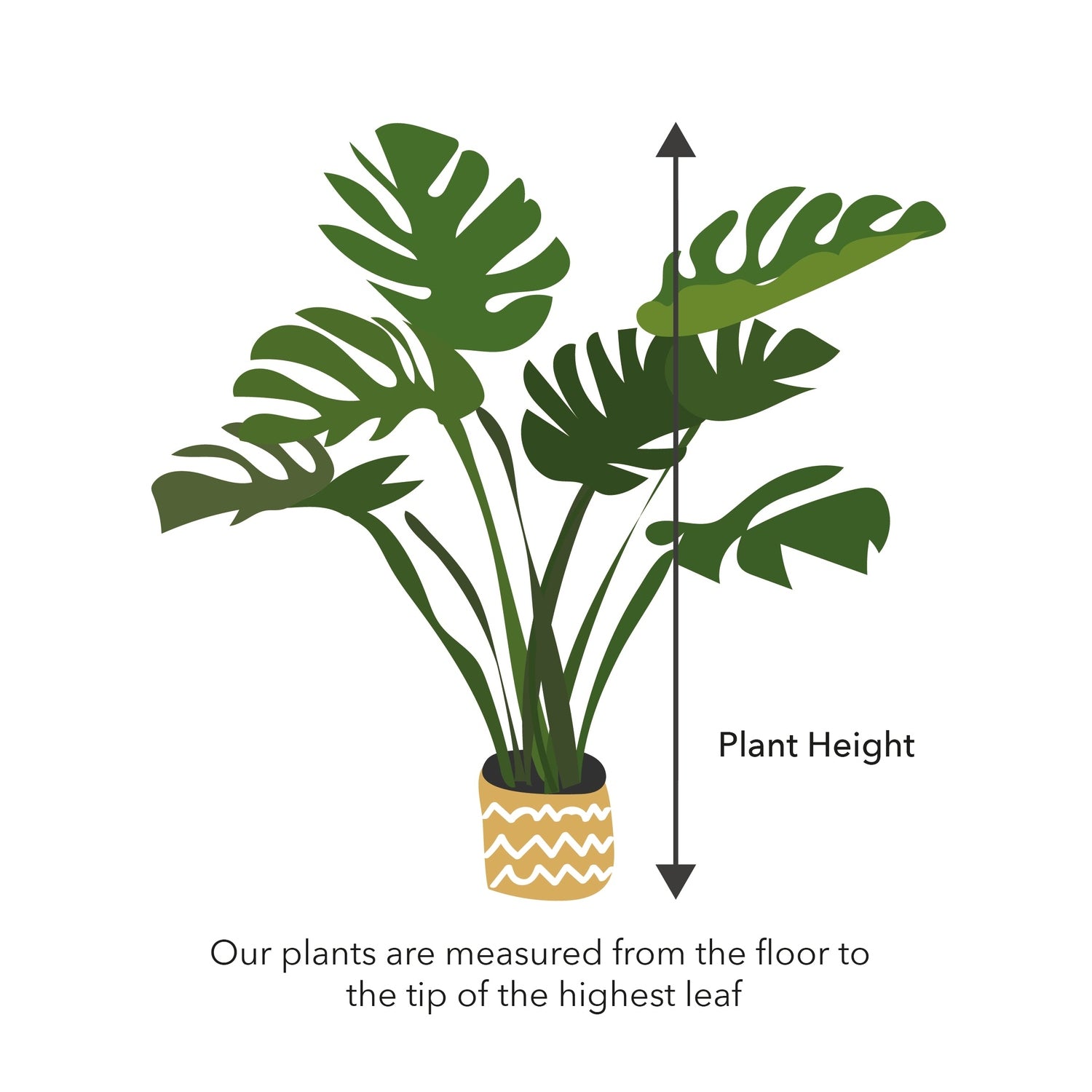 120 - 150cm Ficus Lyrata Fiddle Leaf Fig 21cm Pot House Plant