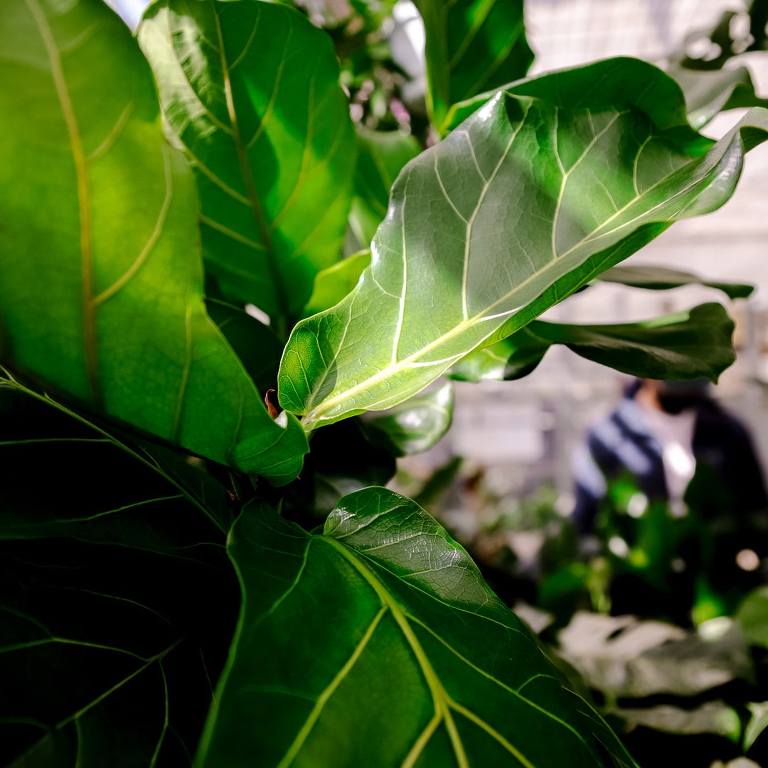 120 - 150cm Ficus Lyrata Fiddle Leaf Fig 21cm Pot House Plant